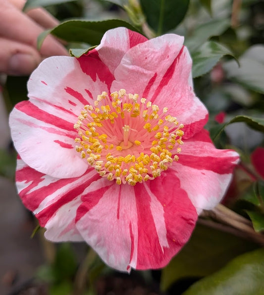 Camellia japonica 'Casimir'
