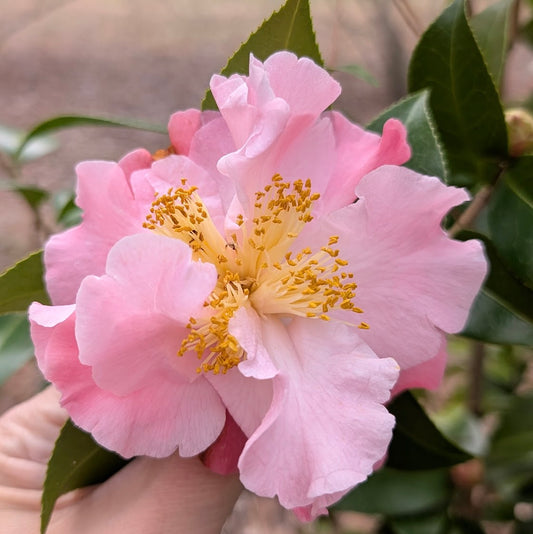 Camellia x williamsii 'Tiptoe'