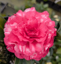 Camellia x 'Raspberry Flambe Variegated'