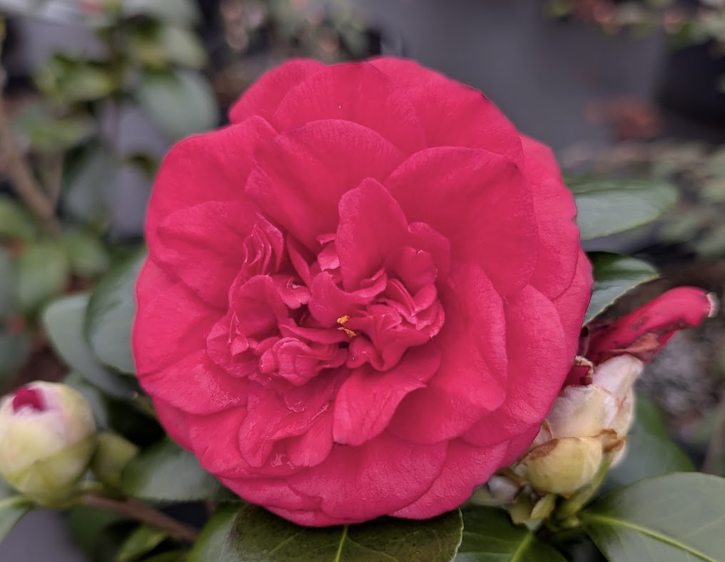 Camellia japonica  'Marchesa Margherita Serra'