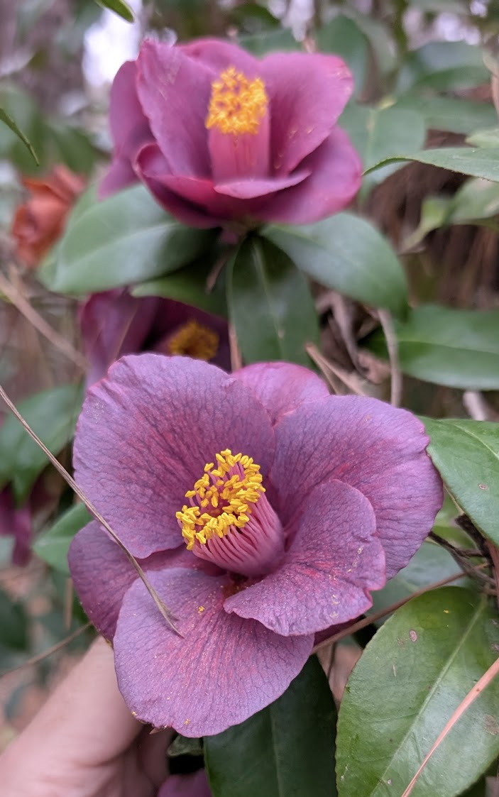 Camellia japonica 'Grape Soda'