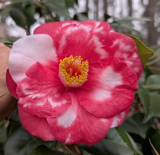 Camellia japonica 'Black Red Variegated'