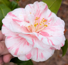 Camellia japonica 'Elizabeth Holmes'
