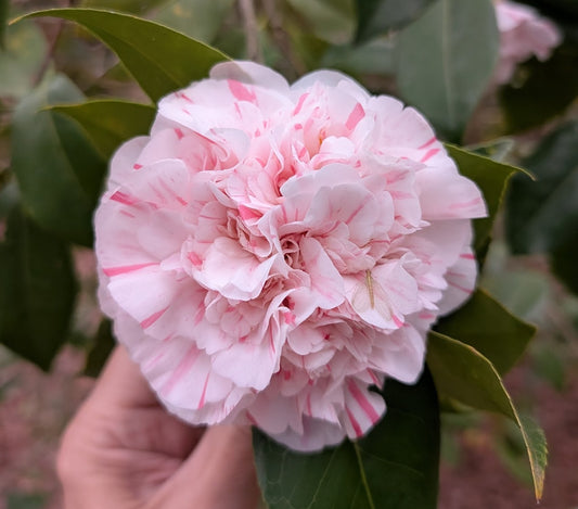 Camellia japonica 'Esther Smith'