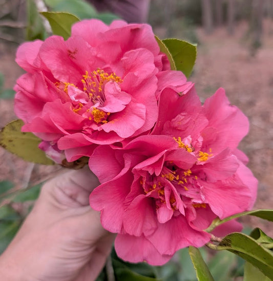 Camellia japonica 'J. M. Haynie'
