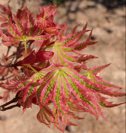 Acer palmatum 'Abigail Rose' Dwarf Variegated Japanese Maple