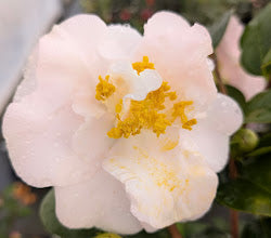Camellia japonica 'Muriel Nathan'