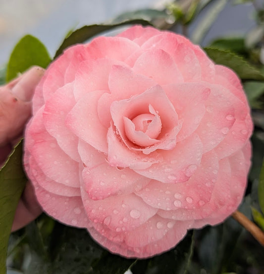 Camellila japonica 'Donnan's Dream'