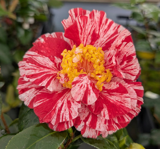 Camellia japonica 'Clown'
