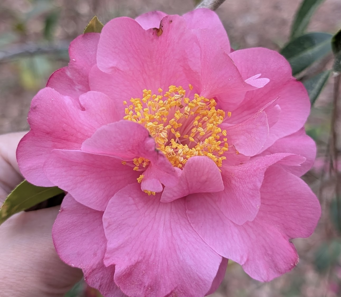 Camellia x 'Rob Roy'