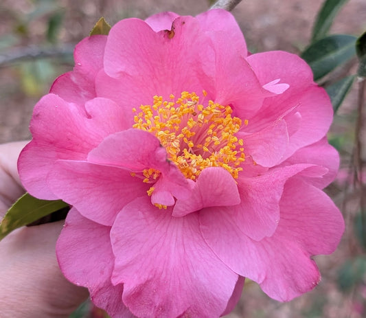 Camellia x 'Rob Roy'