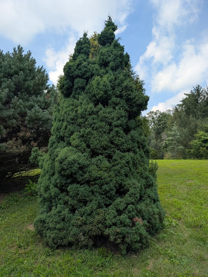 Chamaecyparis obtusa 'Blue Feather'