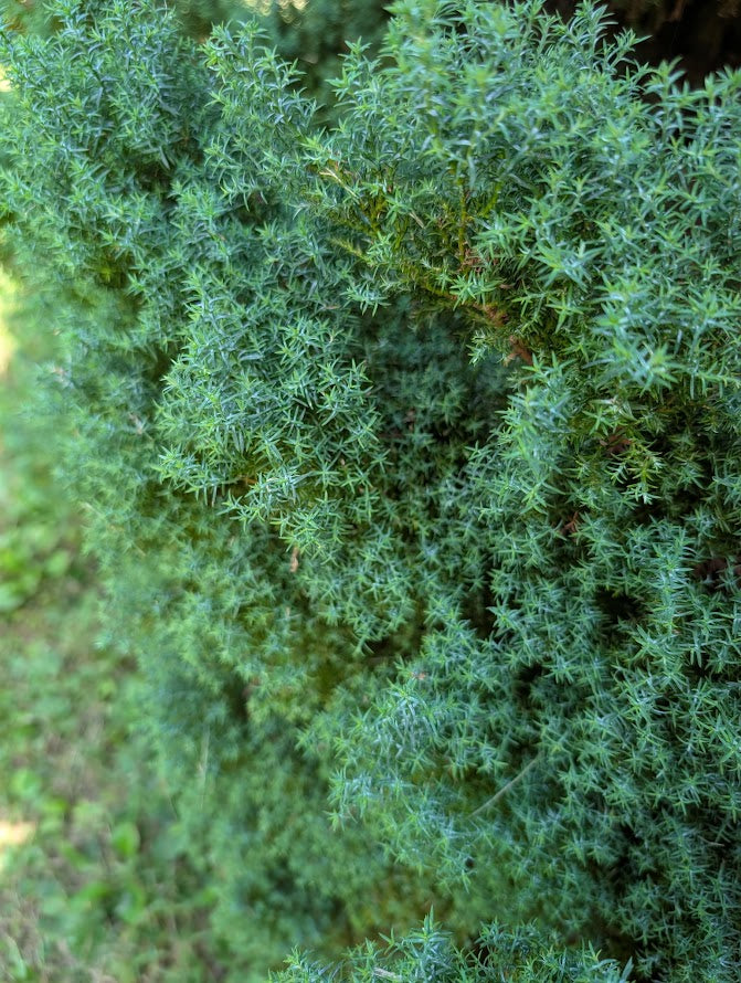 Chamaecyparis obtusa 'Blue Feather'