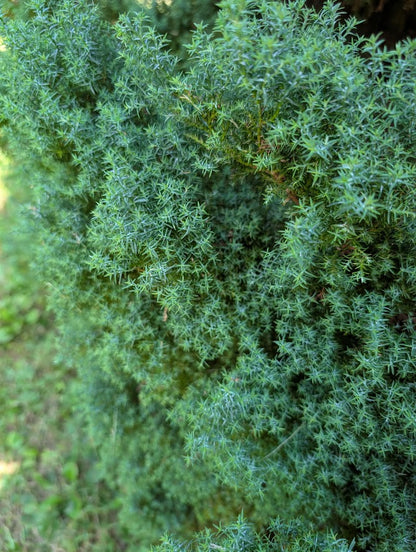 Chamaecyparis obtusa 'Blue Feather'