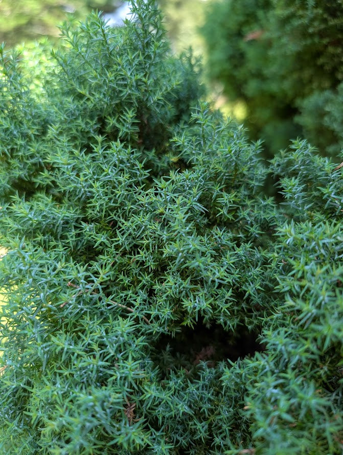 Chamaecyparis obtusa 'Blue Feather'