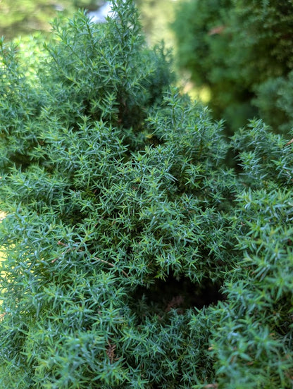 Chamaecyparis obtusa 'Blue Feather'