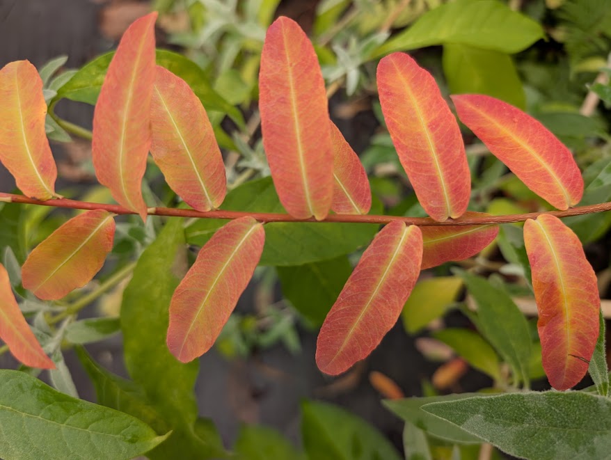 Salix integra 'Pendula'