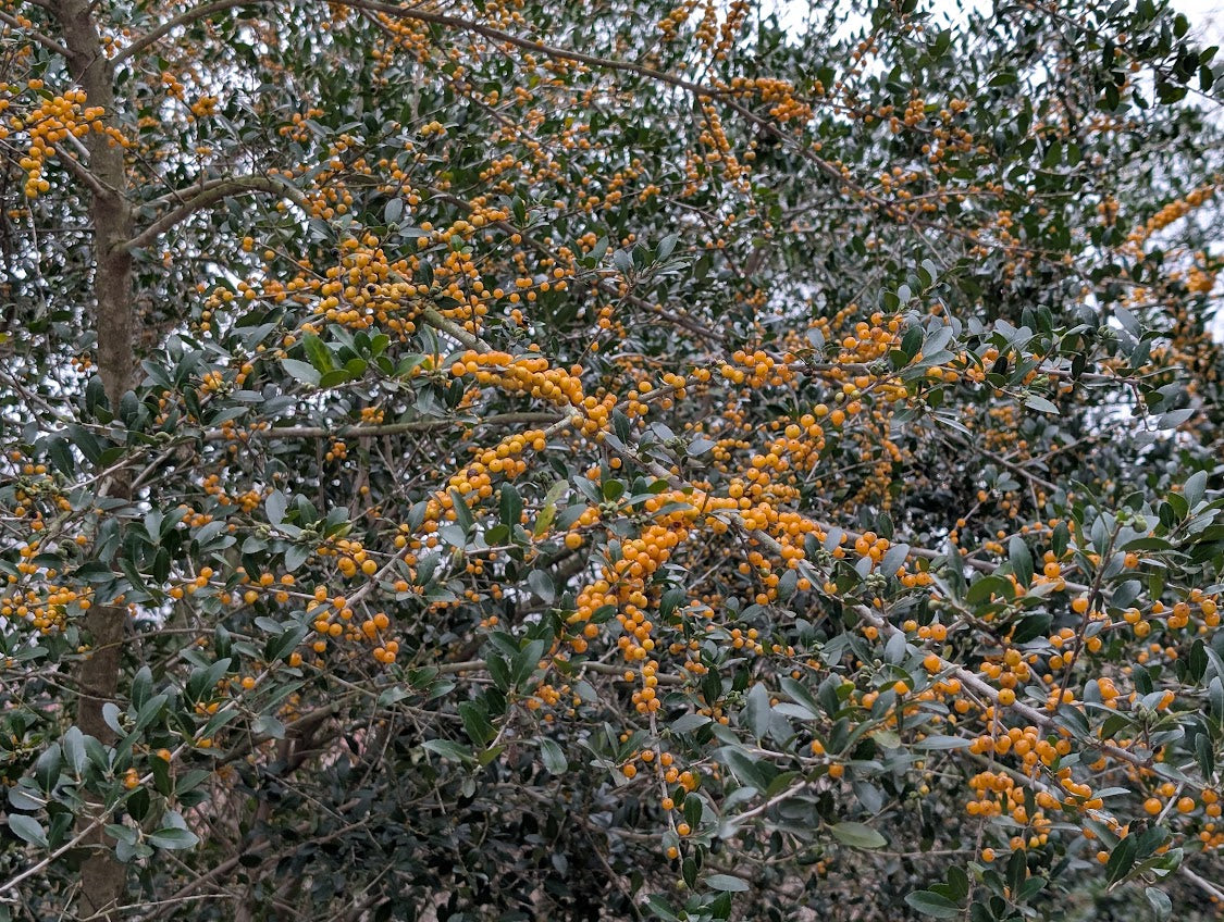 Ilex vomitoria 'Yawkey'