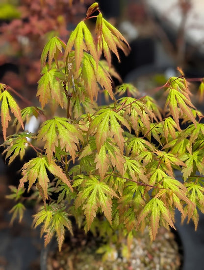 Acer palmatum 'Spring Flame'