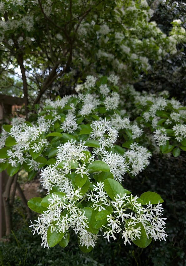 Chionanthus retusus 'China Snow'