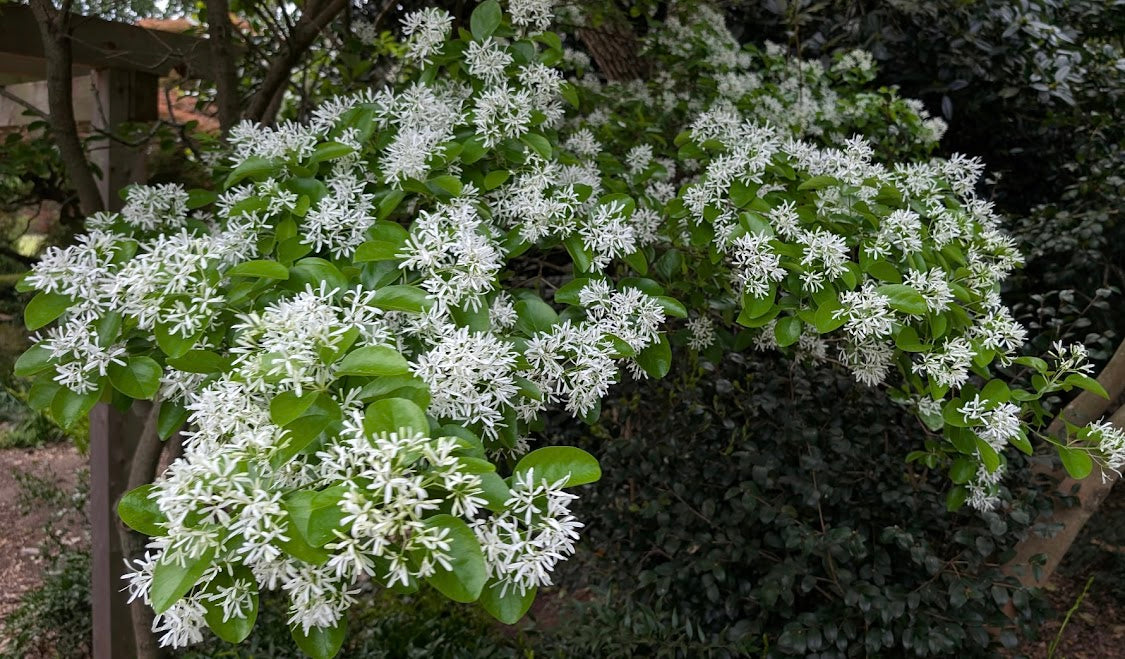 Chionanthus retusus 'China Snow'