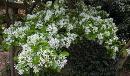 Chionanthus retusus 'China Snow'