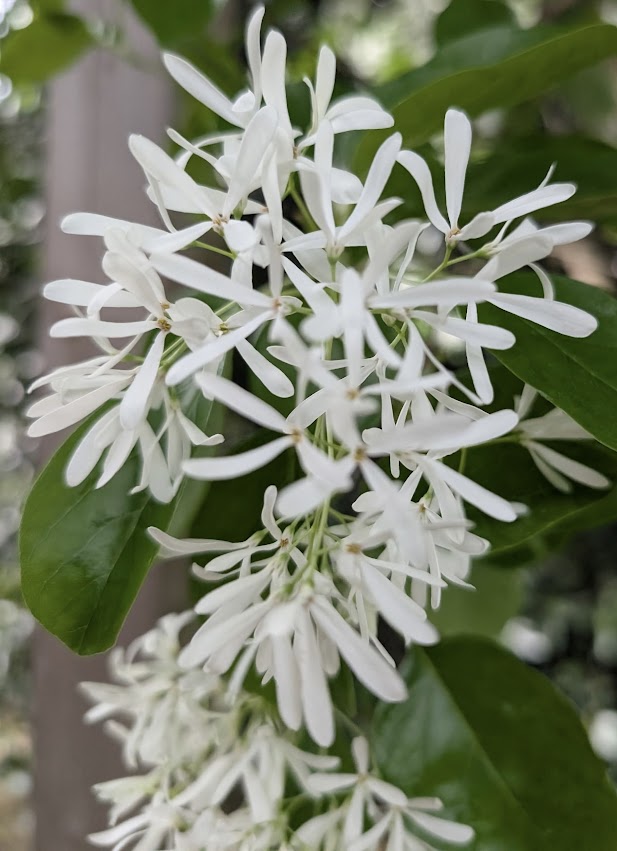 Chionanthus retusus 'China Snow'