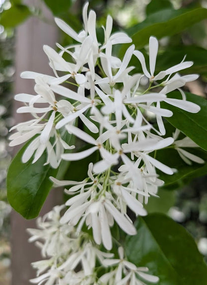 Chionanthus retusus 'China Snow'