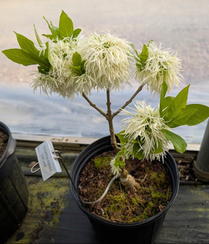 Chionanthus virginicus 'Little Lesle" RARE!!!