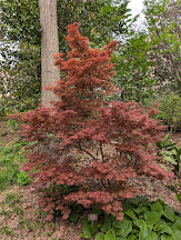 Acer palmatum 'Skeeter's Broom'