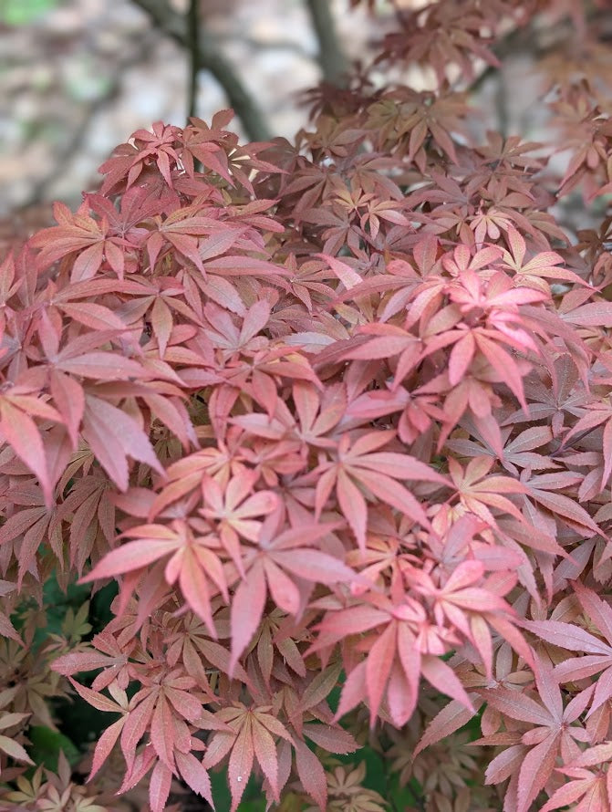 Acer palmatum 'Skeeter's Broom'