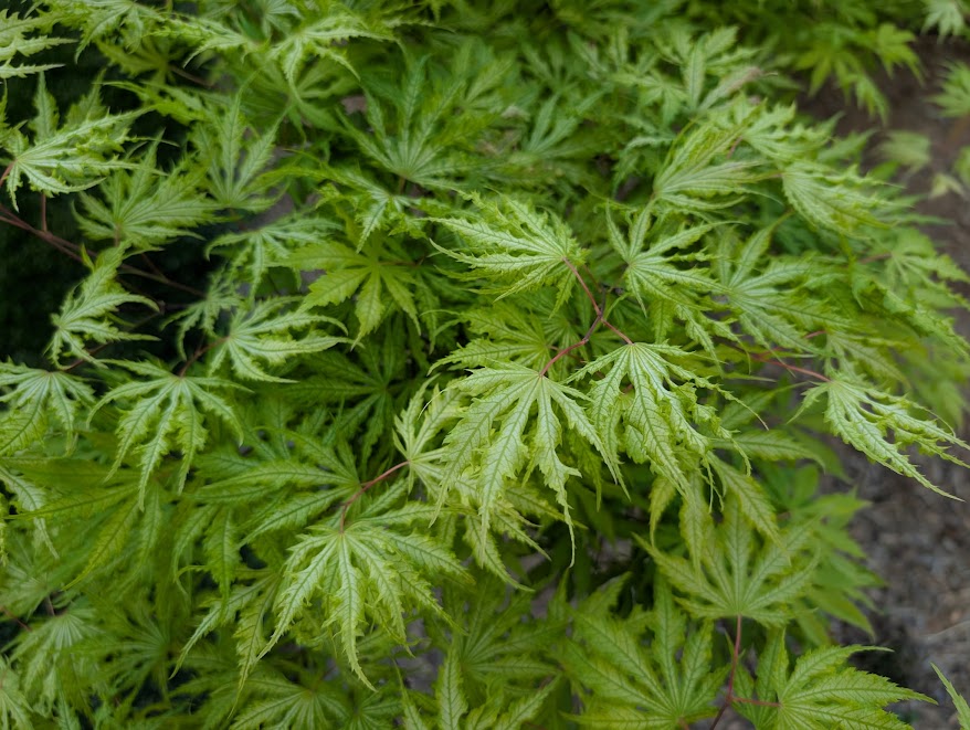Acer palmatum 'Sister Ghost'
