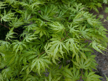Acer palmatum 'Sister Ghost'