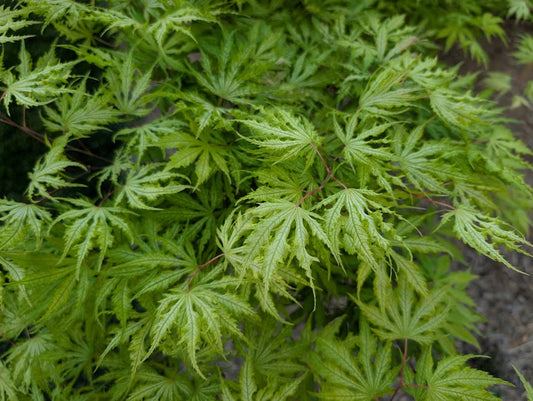 Acer palmatum 'Sister Ghost'