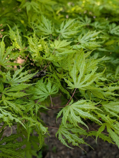 Acer palmatum 'Sister Ghost'