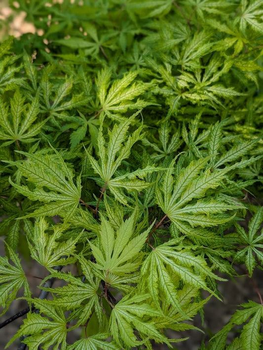 Acer palmatum 'Sister Ghost'