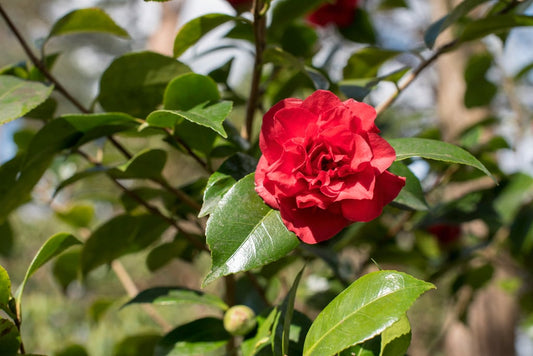 Camellia x williamsii 'Ruby Wedding'