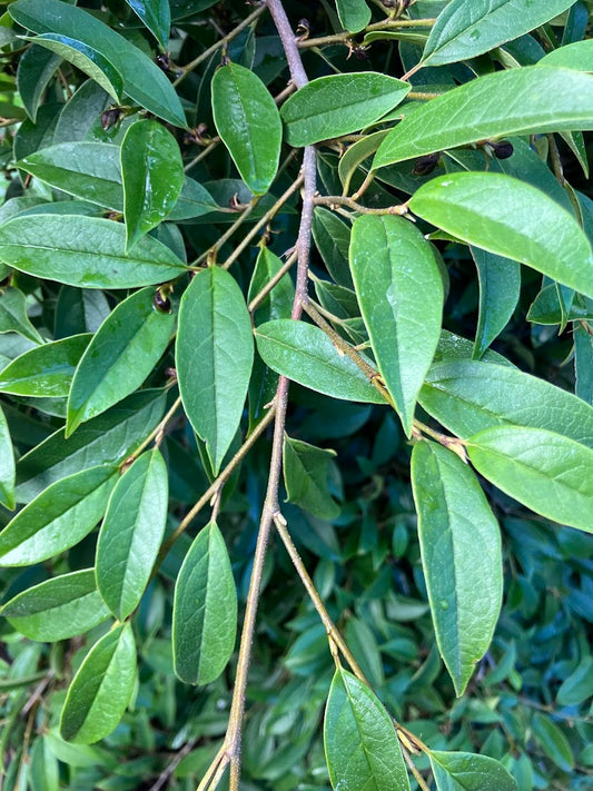 Sycopsis sinensis