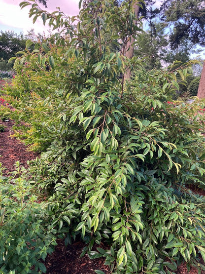 Sycopsis sinensis
