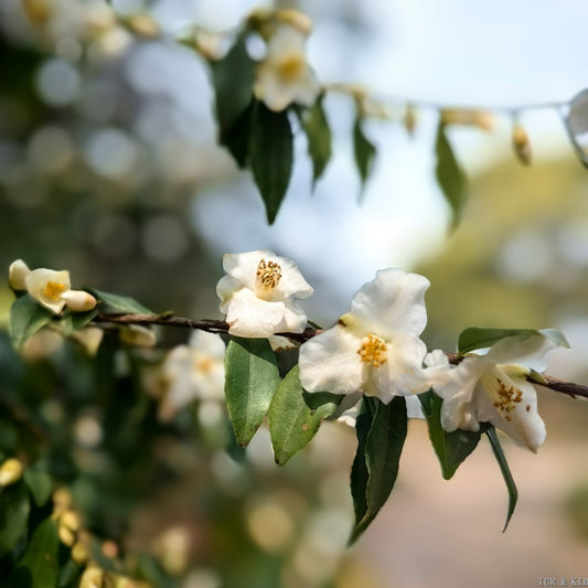Camellia buxifolia