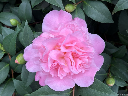 Camellia x 'High Fragrance'