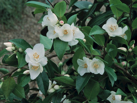 Camellia lutchuenensis or Camellia transnokoensis