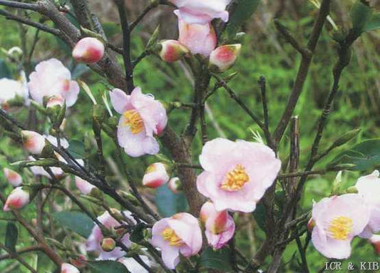 Camellia x 'Baby Bear'