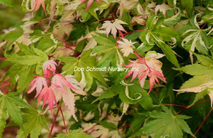 Acer palmatum 'Kotobuki' RARE