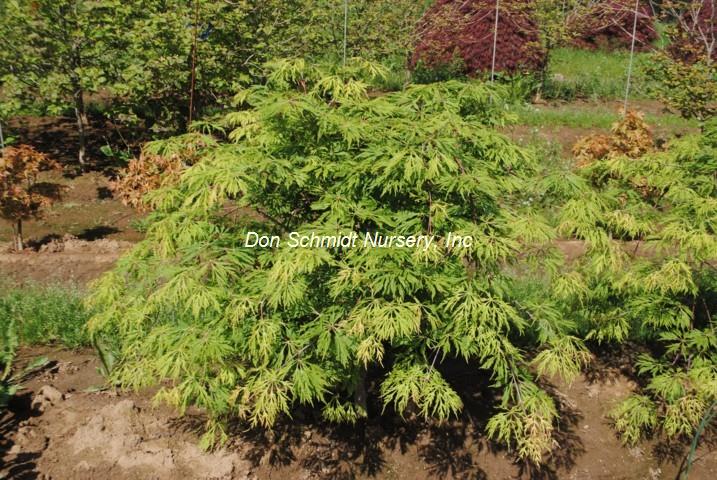 Acer japonicum 'Oregon Fern'