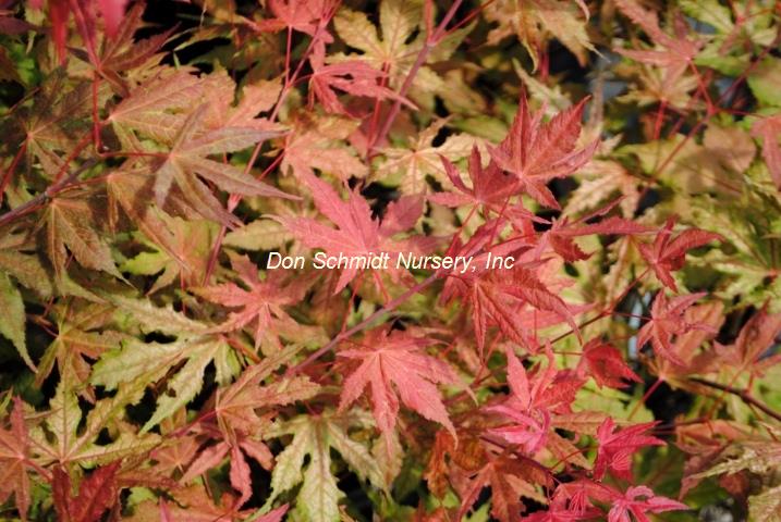 Acer palmatum 'Baby Ghost'