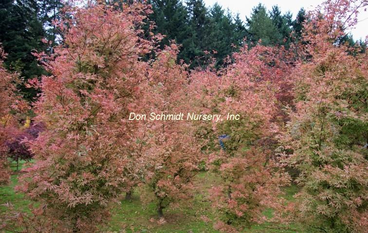 Acer palmatum 'Ukigumo'