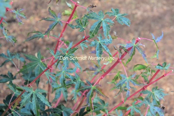 Acer palmatum 'Ji Jiao'