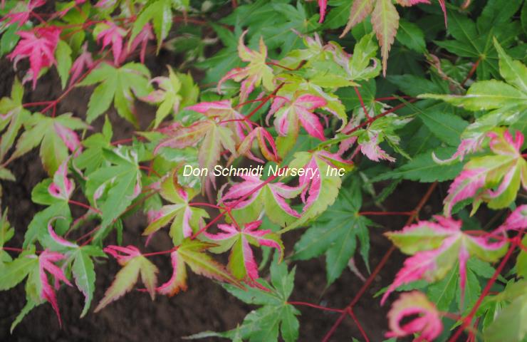 Acer palmatum 'Kotobuki' RARE