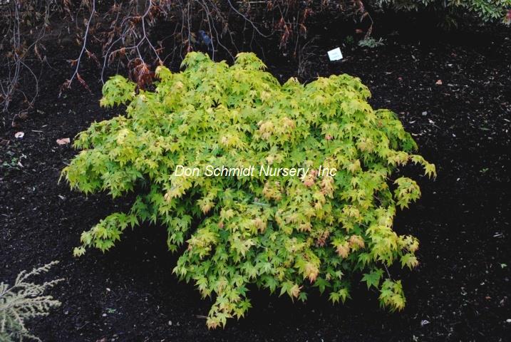 Acer palmatum 'Berry Dwarf'